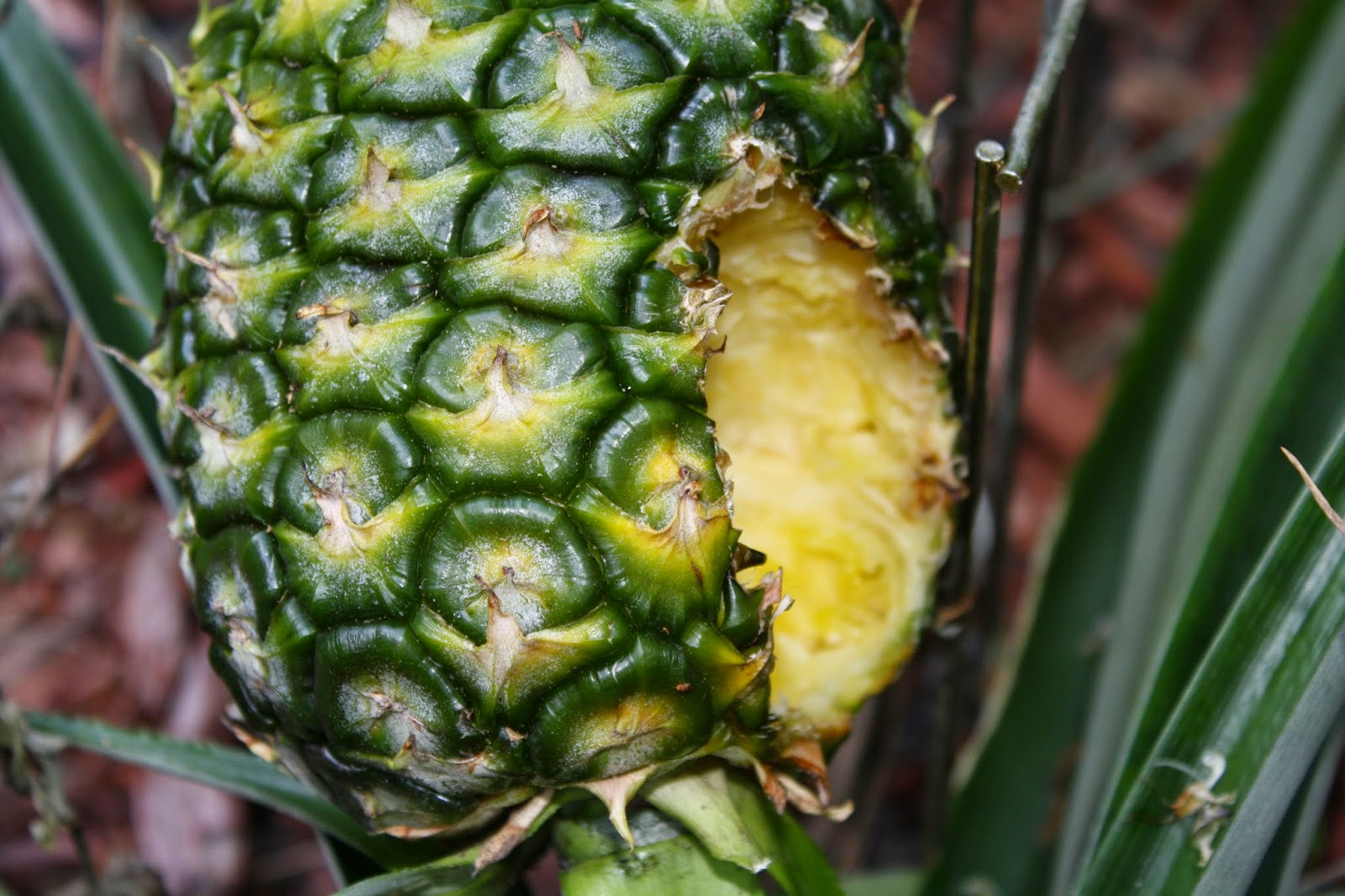 Dawns Garden Life Growing Pineapples in Florida