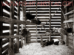 coop chicken crib corn renovation finally done