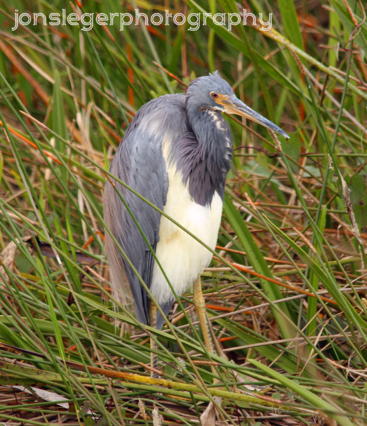 Northern Illinois Birder Florida Wading Birds Tricolored Heron