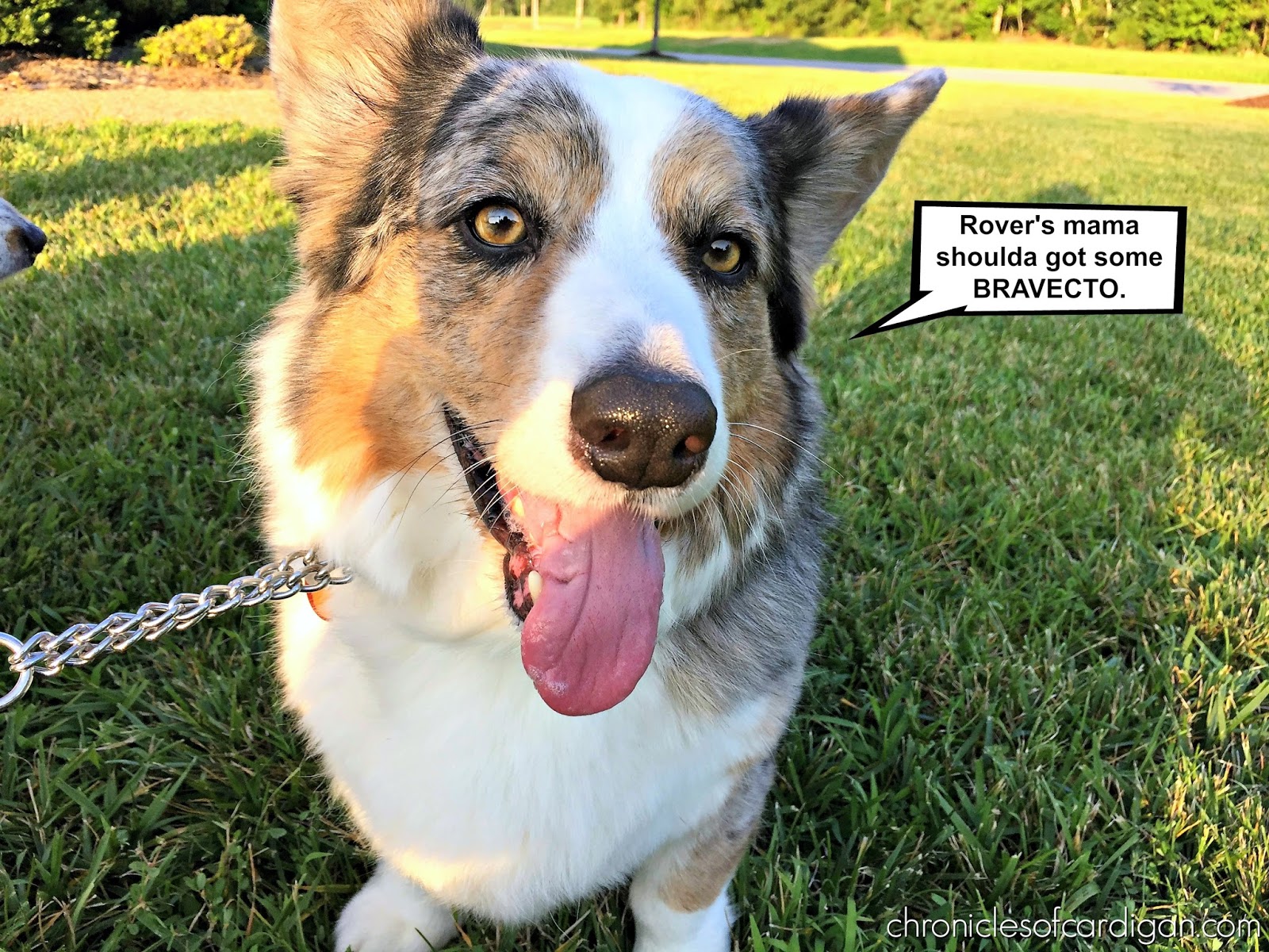 Can Bravecto Be Re Dosed To A Dog After Two Months Can Bravecto Be Re Dosed To A Dog After Two Months