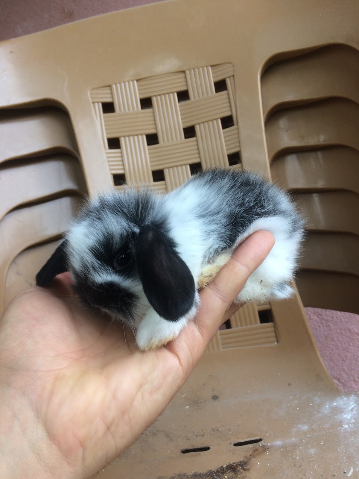 Hollanda cüce tavşanı fiyat