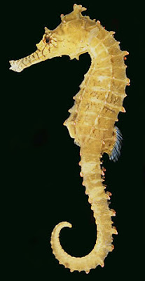caballito de mar del cabo Hippocampus capensis peces en extincion