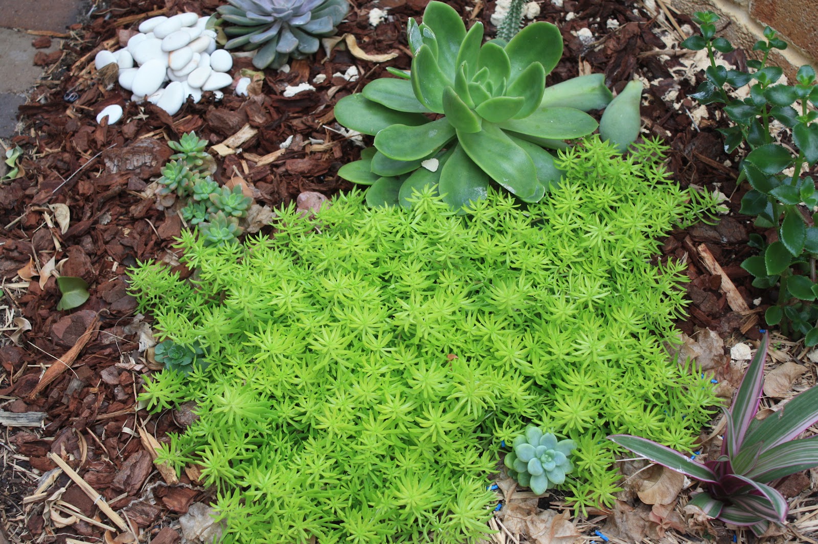 Sedum gold mound plant