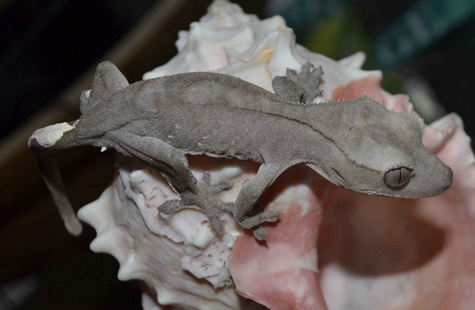 Crested Geckos Blog: September Update on Crested Geckos