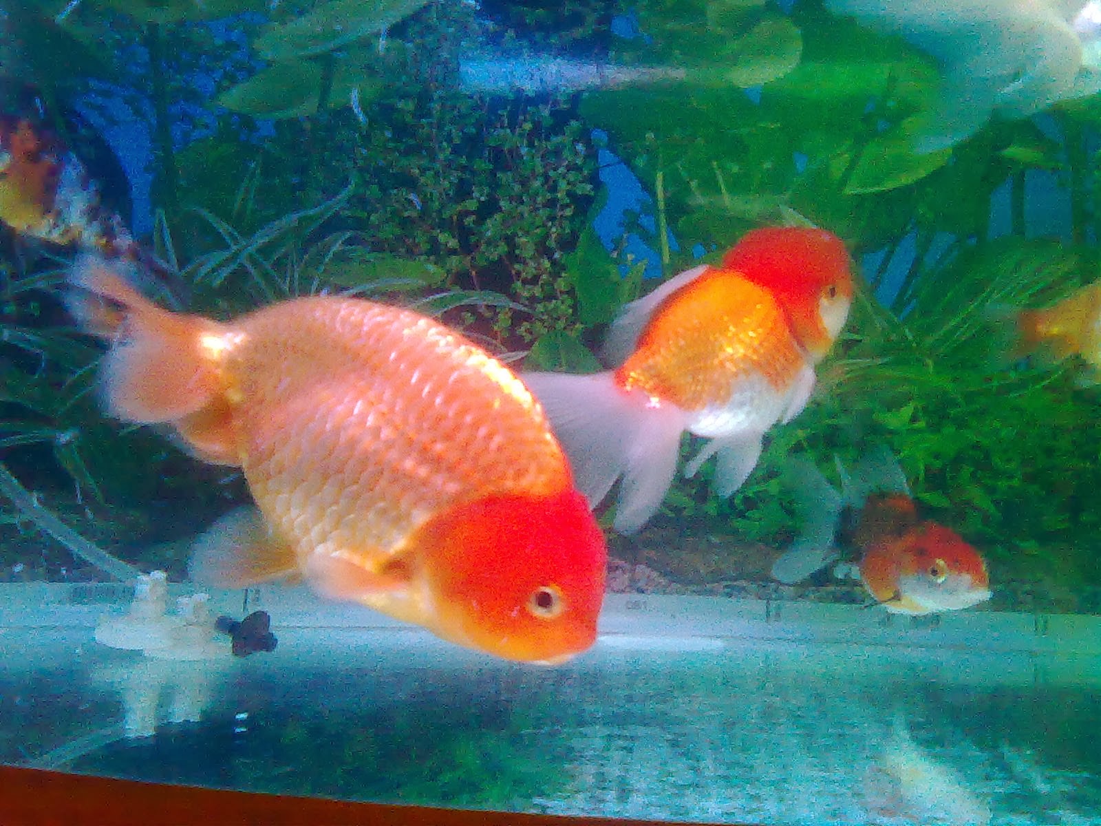 koi fish koi fish