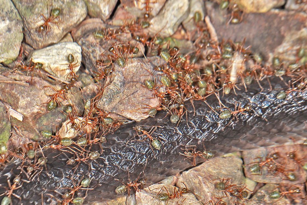 Black Ants Canberra 69