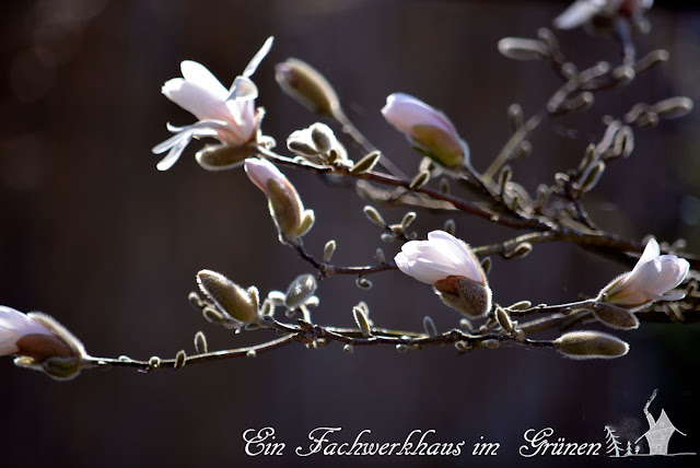 Sternmagnolie Sternmagnolie