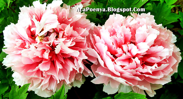 Bunga Peony Bunga Peony