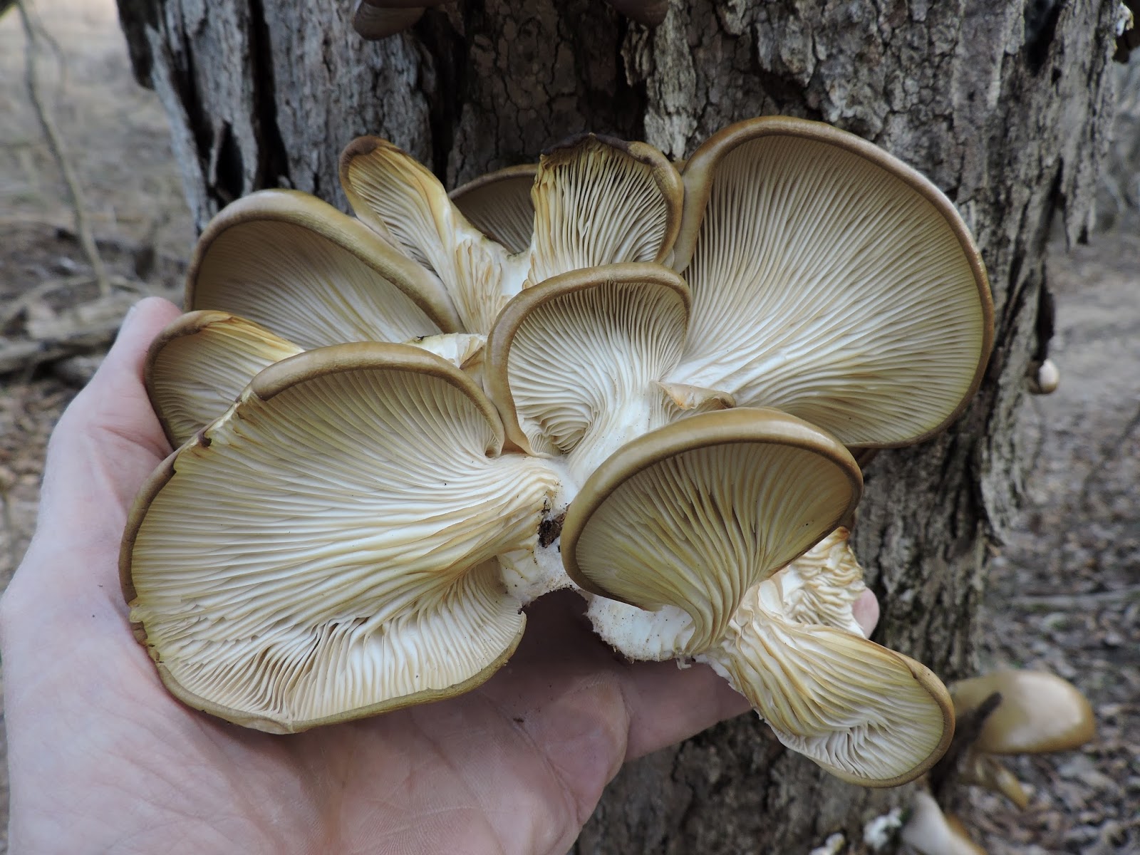 Springfield Plateau Winter Oyster