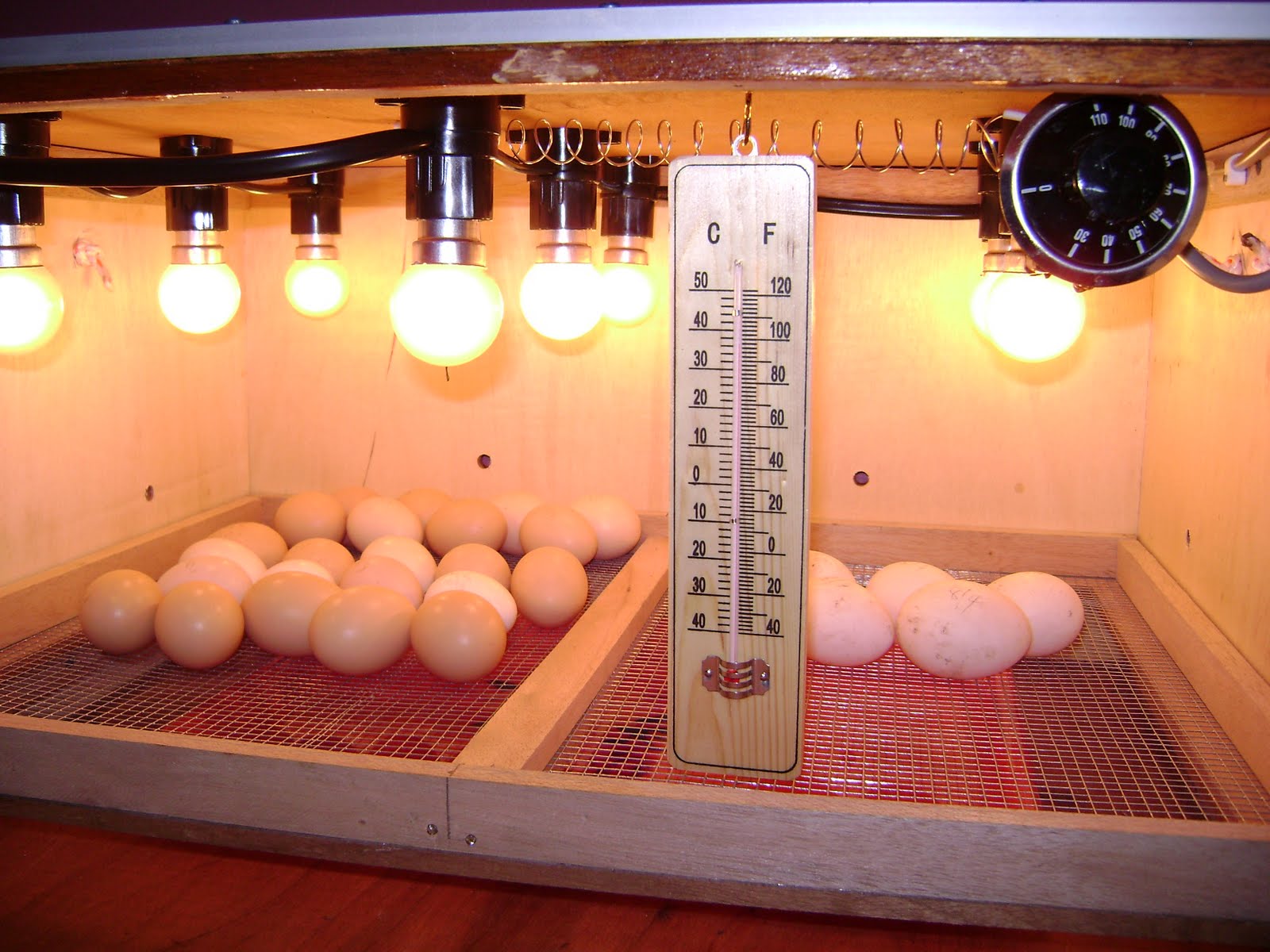 Cara Telur Bebek Yang Baik Dan Benar Bagi Hal Baik