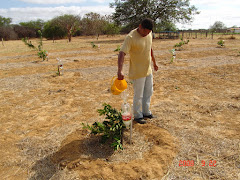 Uso da garrafa PET na irrigação de fruteiras