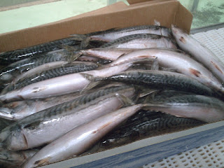 supplier ikan laut tenggiri seafood jakarta