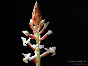 Orquídeas no Apê: Orquídea Pipoca - Ludisia discolor