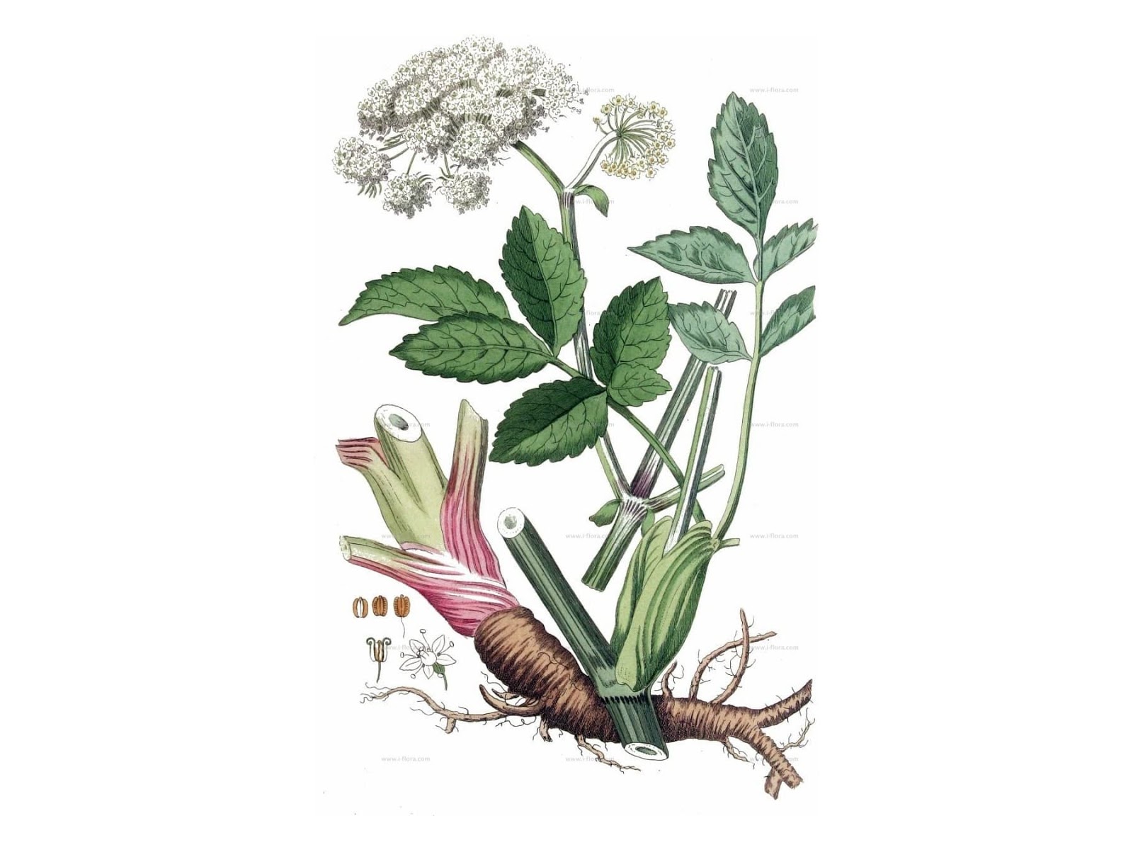 5 Health Benefits of Angelica Herbal Remedy for Stomach Jewel for