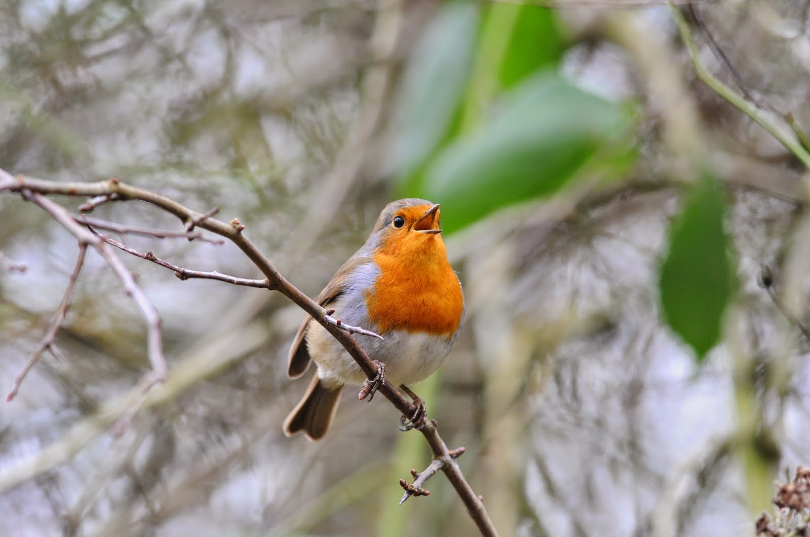 johnfinlaysonbirder Why do Robins seem to disappear in August