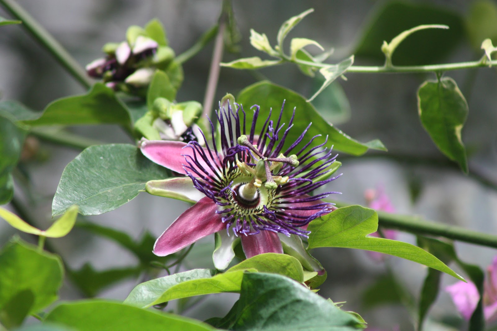 The Natural Year A passion for flowers 'Passion Flowers'