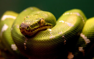 python dangerous Snakes pictures