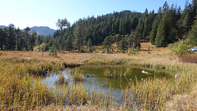 Enten im Teich bei der Passhöhe Glaubenberg Enten im Teich bei der Passhöhe Glaubenberg