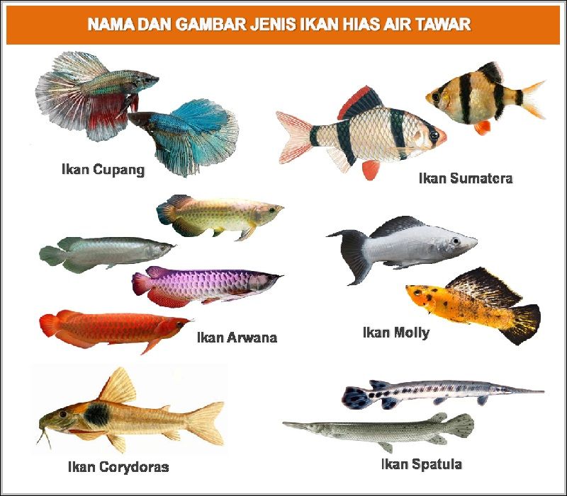  Nama  Nama Ikan  Hias Air Tawar Air Laut Air Payau 