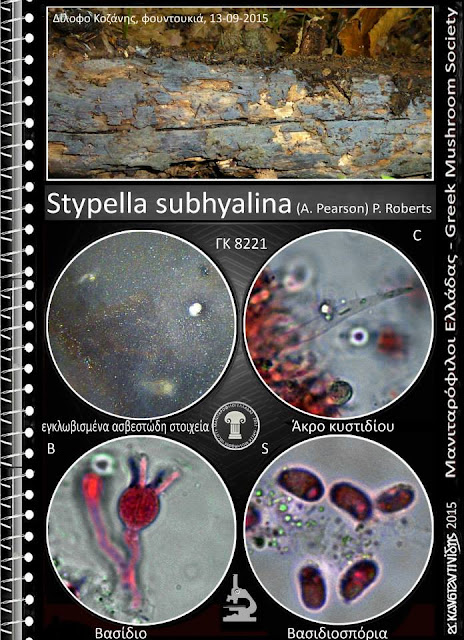 Stypella subhyalina (A. Pearson) P. Roberts