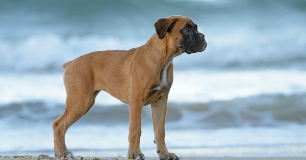 Dog Friendly Hotels Atlantic Beach Nc Dog Friendly Hotels Atlantic Beach Nc