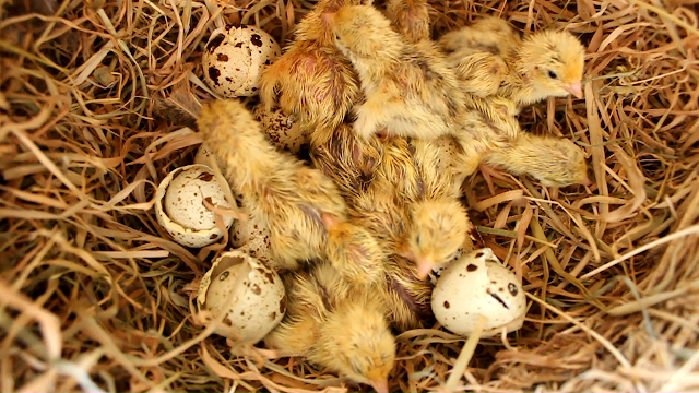 Golden quail chicks hatching organically raised golden quail chicks hatching