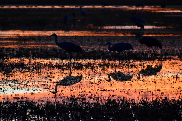  Sandhill Cranes at Bosque del Apache National Wildlife Refuge