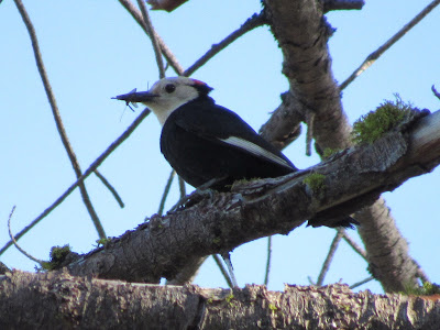 white-headed woodpecker