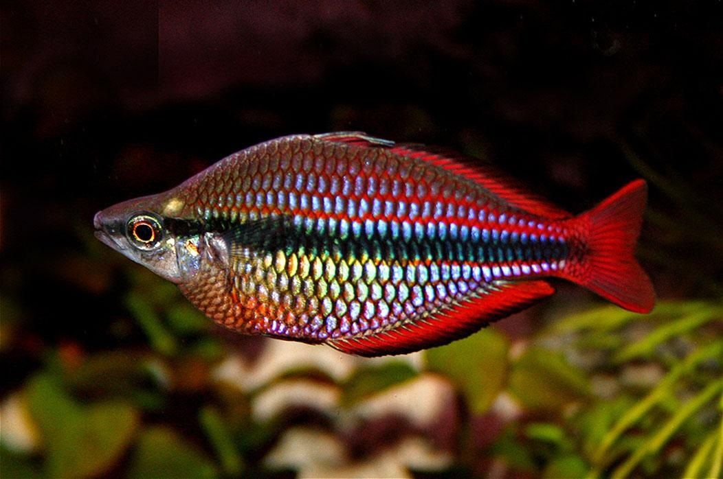 Rainbow - Jenis Jenis Ikan Hias Air Tawar Aquascape Paling Lengkap