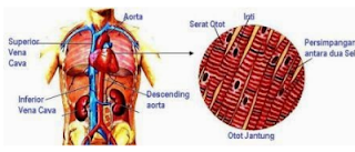 Pengertian Otot Jantung dan Fungsinya