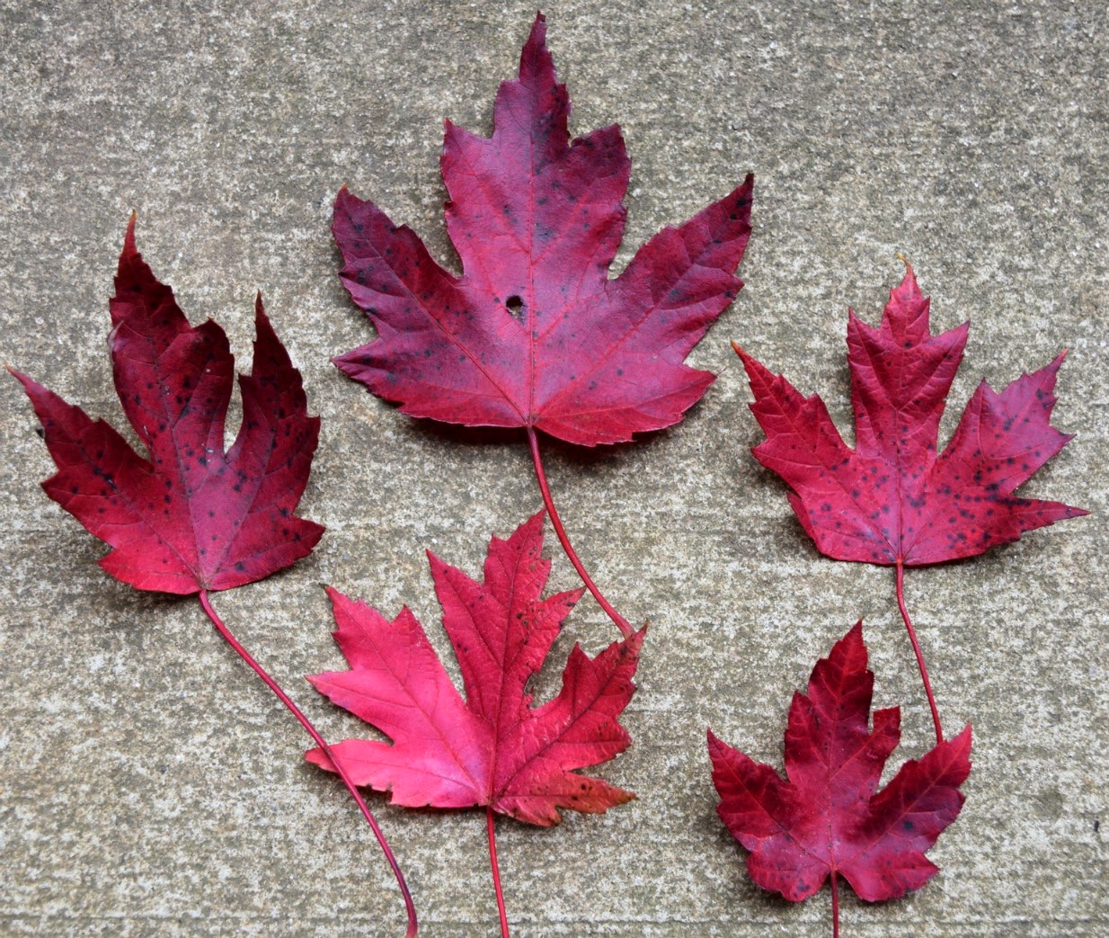 Using Georgia Native Plants: November 2014 Red Sunset Maple Vs Autumn Blaze