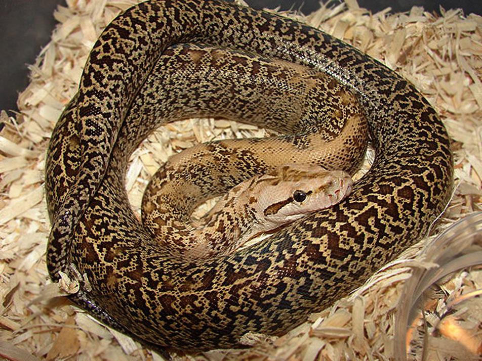 Snakes: Python Snake