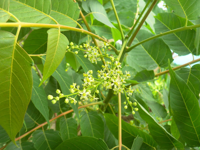Girald’s Tree of Heaven (Ailanthus giraldii)