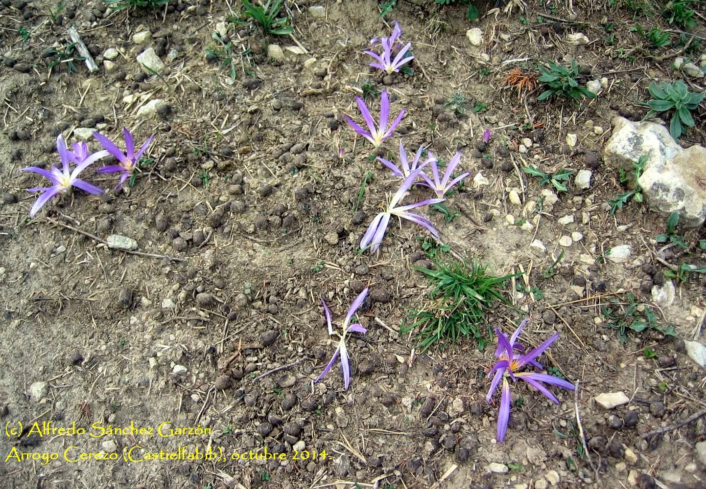 arroyo-cerezo-fuente-abrevador-flores arroyo-cerezo-fuente-abrevador-flores