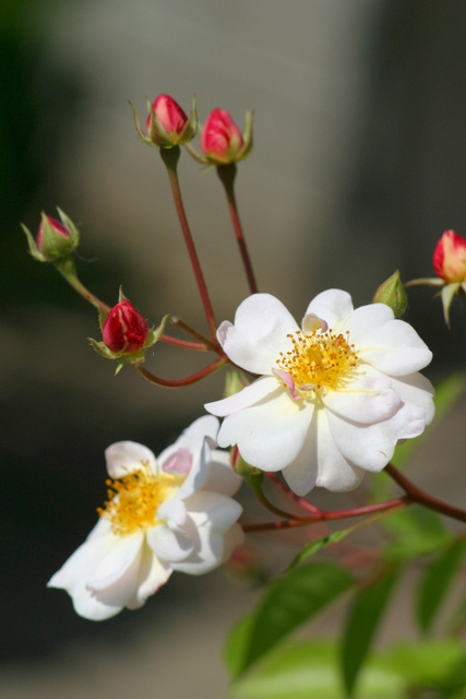 ...erste Rosen...