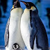 Snow Chick: A Penguin's Tale (2015)