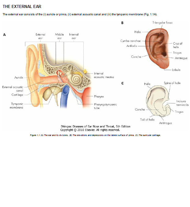 Anatomy Of Ear Nose And Throat Pdf - Human Anatomy