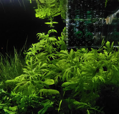 ピンチカットから1か月経ったウォーターウィステリア