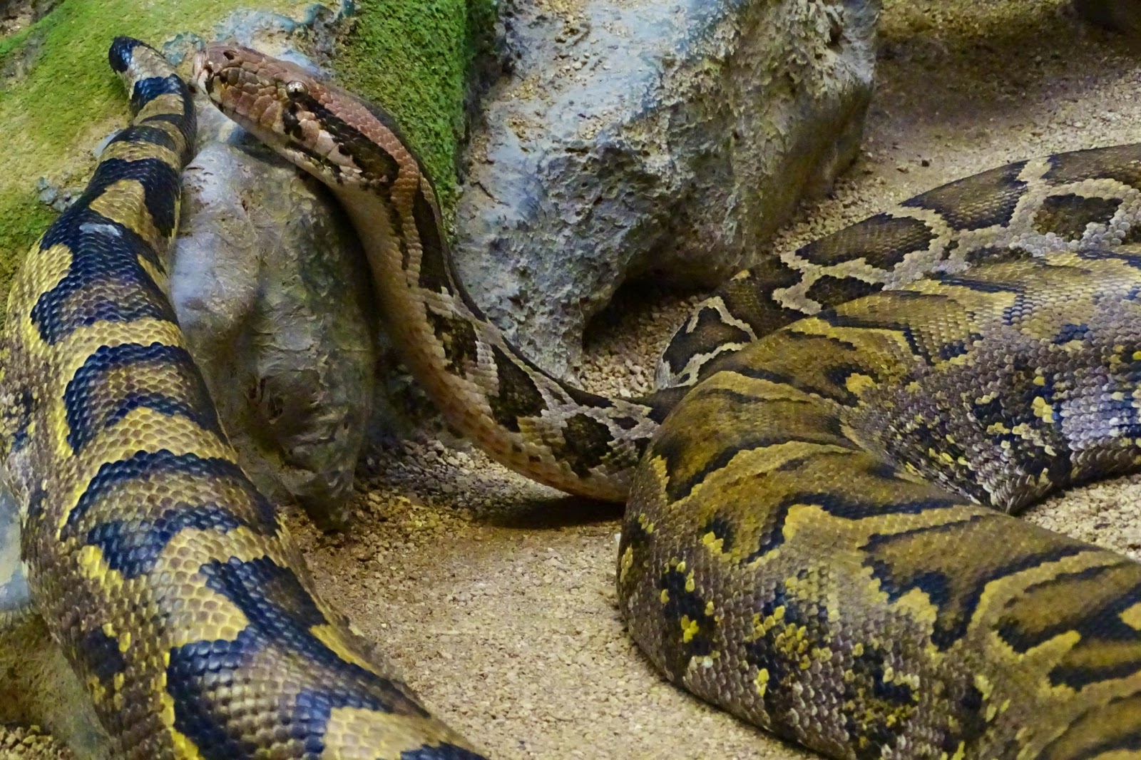 SERPIENTES DE TODO EL MUNDO BOAS Y PITONES