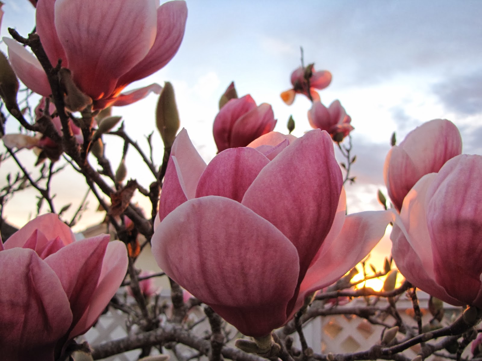 The Lotus Tree & Sunset