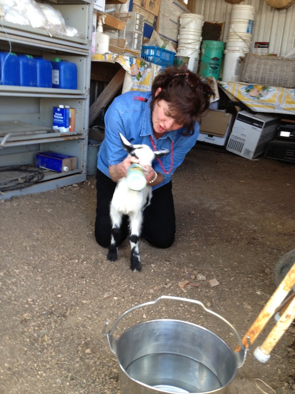 Bindweed Farm Texas Specialty Cut Flowers