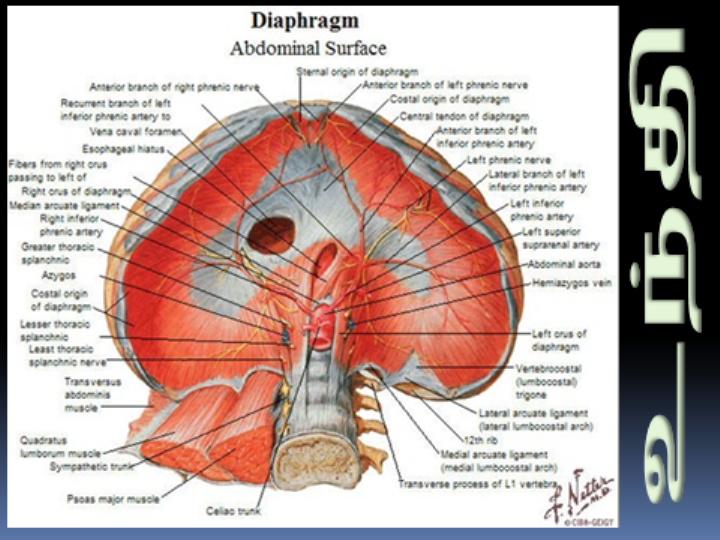 தமிழ்த்துளி Tamil Drops உந்தி diaphragm