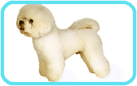 bichon frise bichon frise