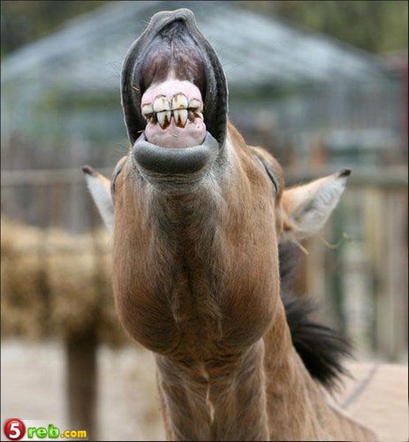 صور حيوانات تضحك لاينز