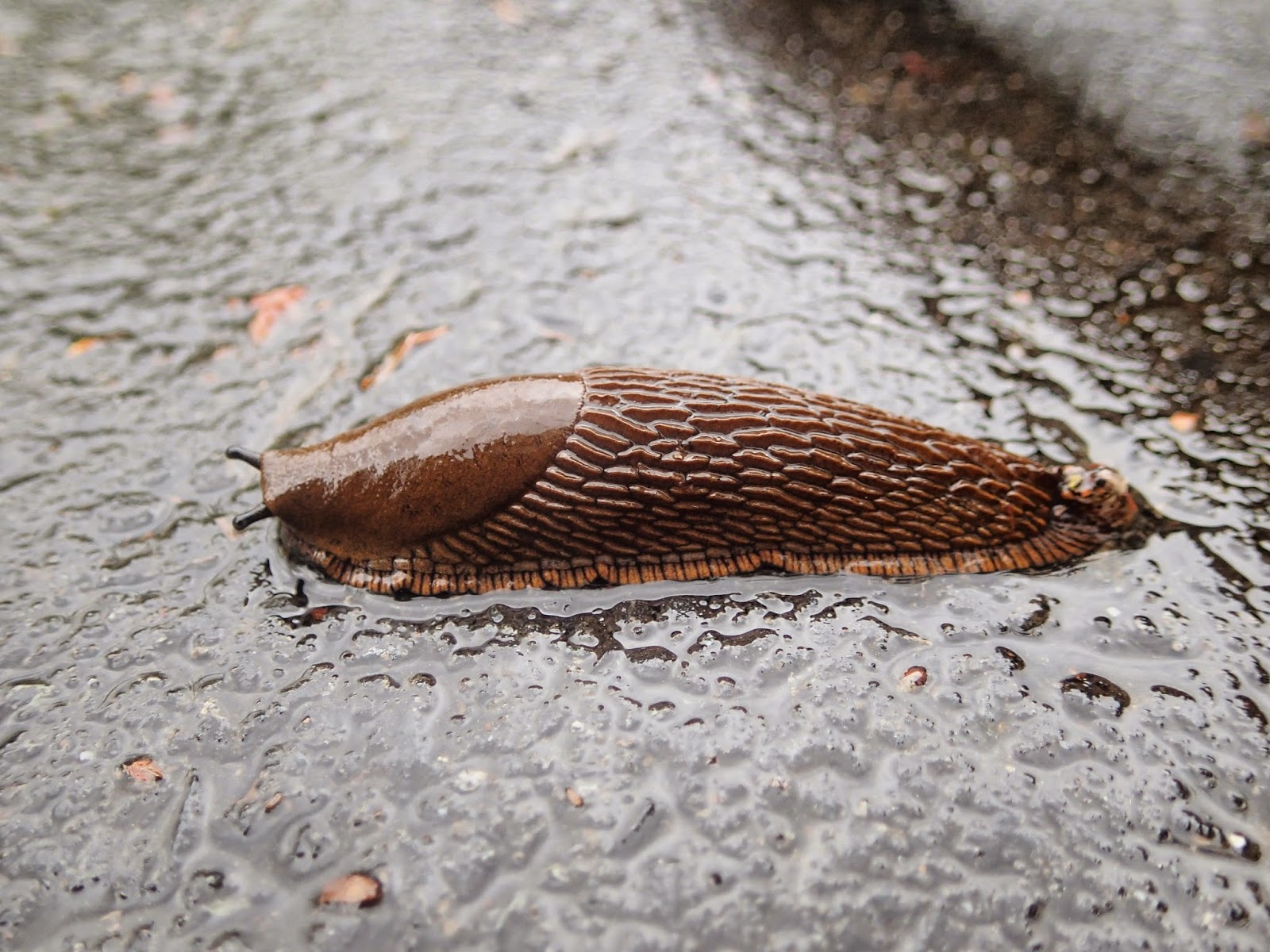 Kent's Bike Blog: #30DaysofScootering - Day 23 - Against the Soggy ...