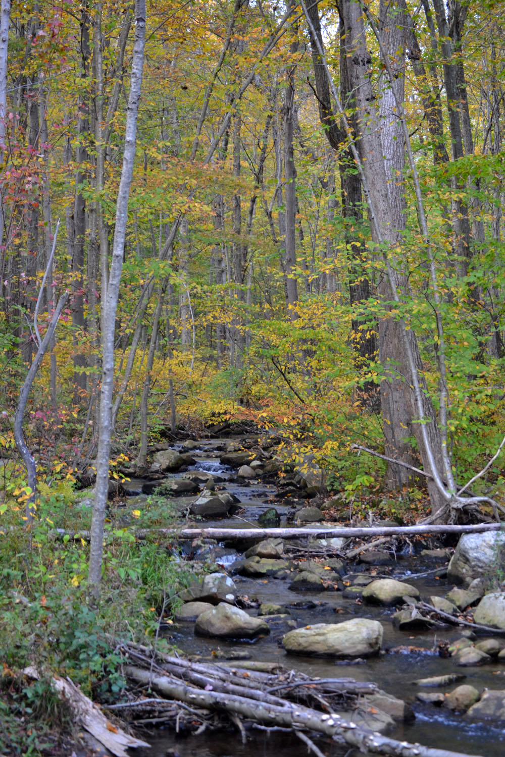 Woods Walks and Wildlife An Autumn Woods Walk