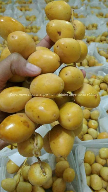 Manfaat Buah Kurma