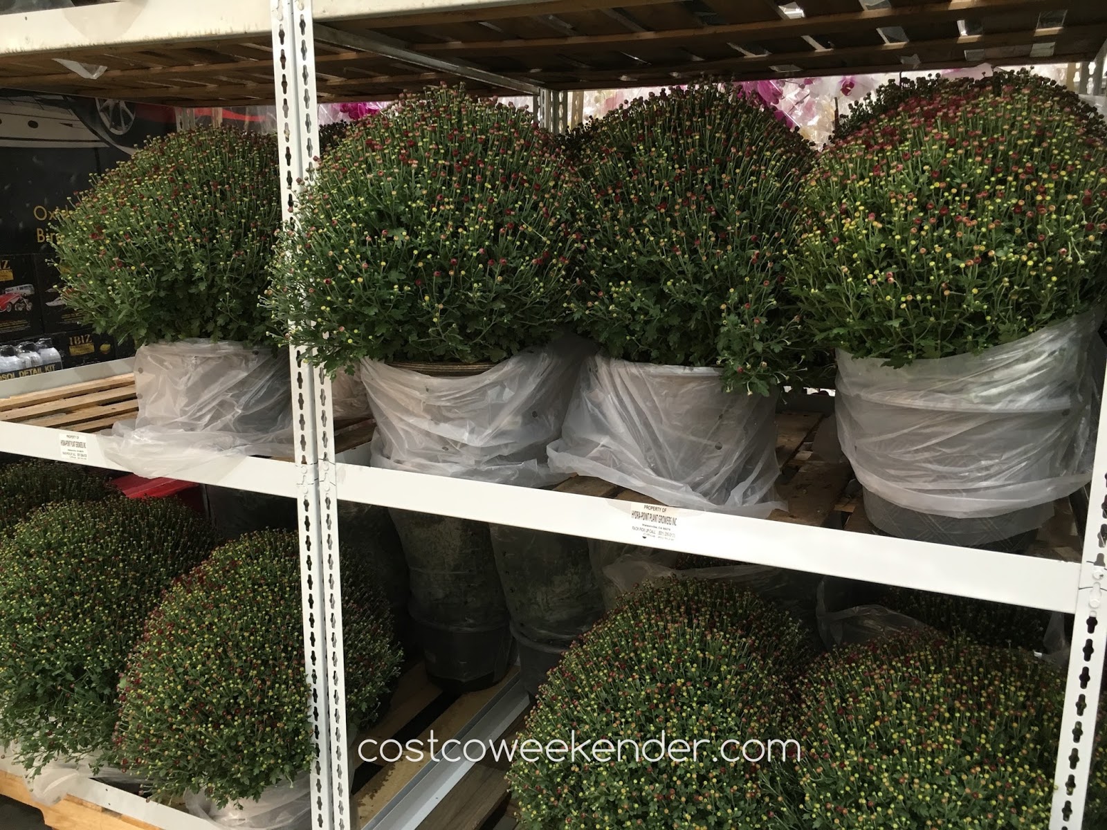 Hardy Fall Mum Costco Weekender
