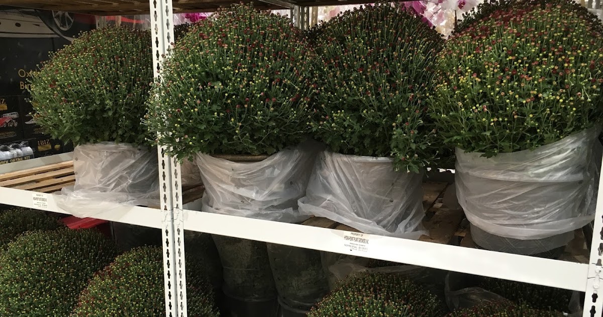 Hardy Fall Mum Costco Weekender