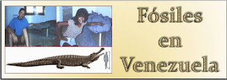 Fósiles de Urumaco, estado Falcón.